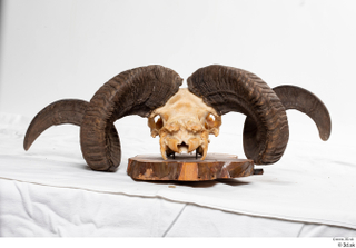 Skull Mouflon Ovis orientalis head horns skull 0034.jpg